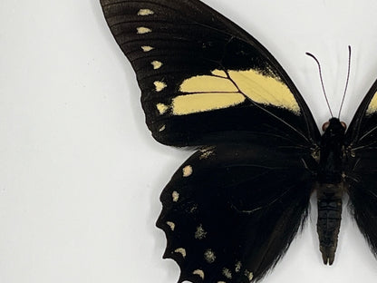 Butterfly - Papilio aristeus bitias