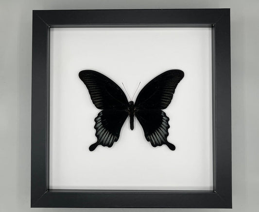 Butterfly - Papilio aschalapus