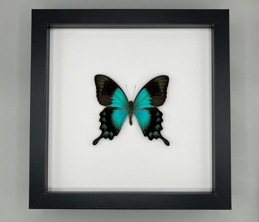 Butterfly - Papilio lorquinianus
