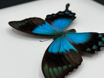 Butterfly - Papilio lorquinianus