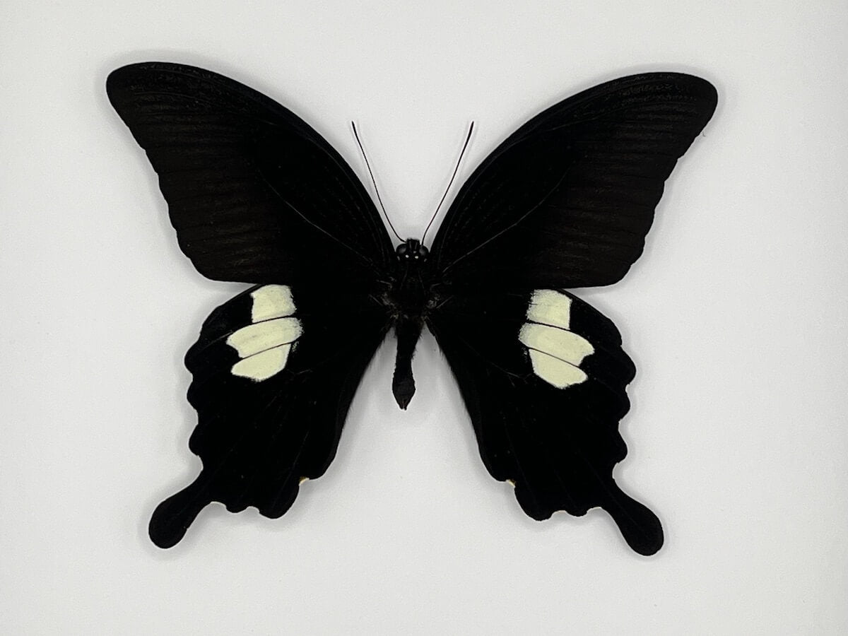 Butterfly - Papilio sataspes