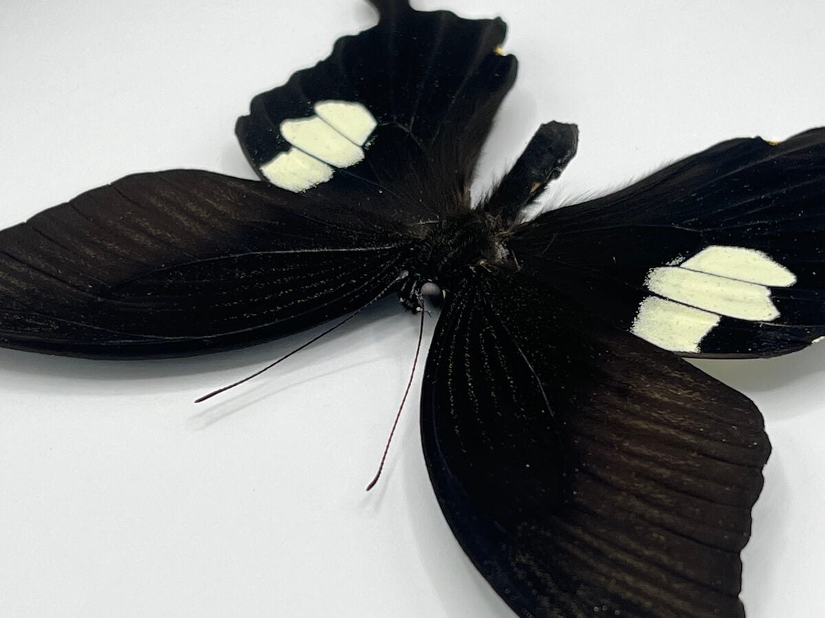 Butterfly - Papilio sataspes