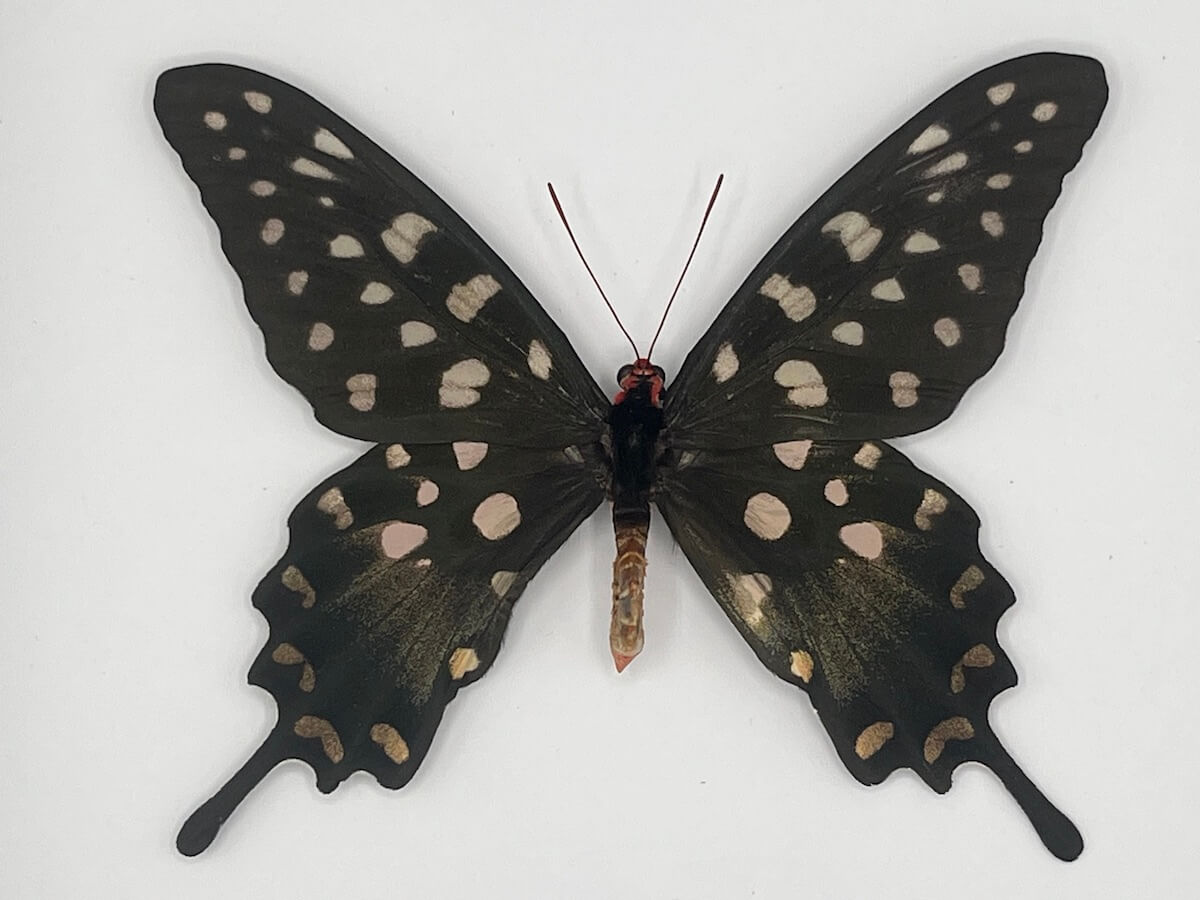 Butterfly - Pharmacophagus anterior