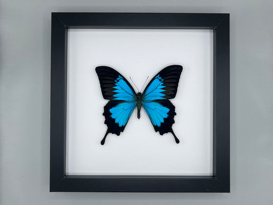 Butterfly - Papilio ulysses