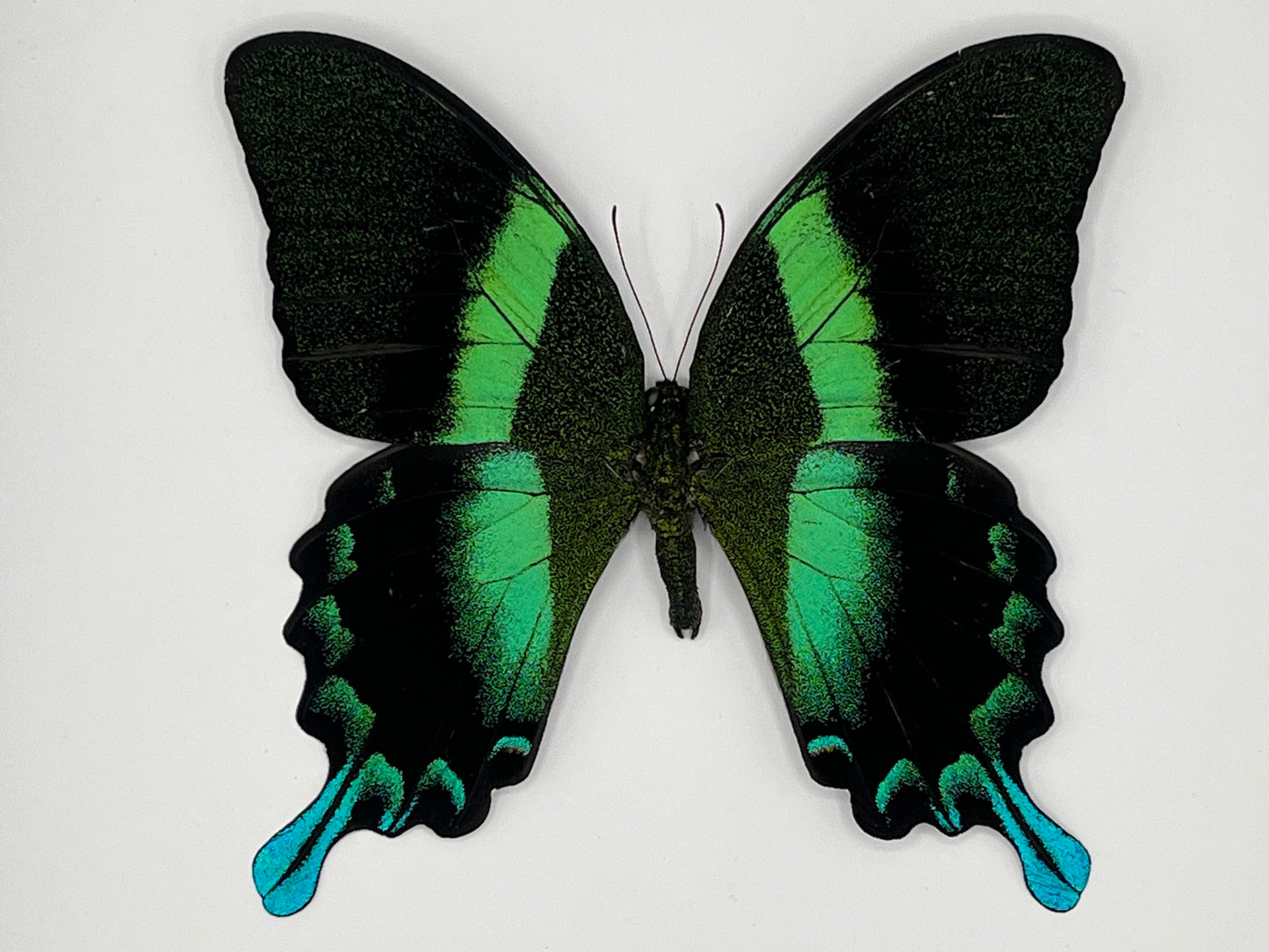 Butterfly - Papilio blumei