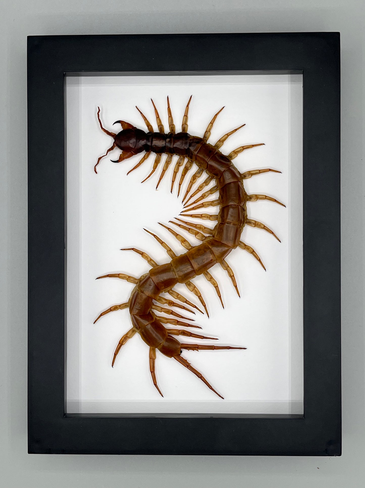 Centipede - Vietnamese Giant Centipede