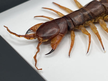 Centipede - Vietnamese Giant Centipede