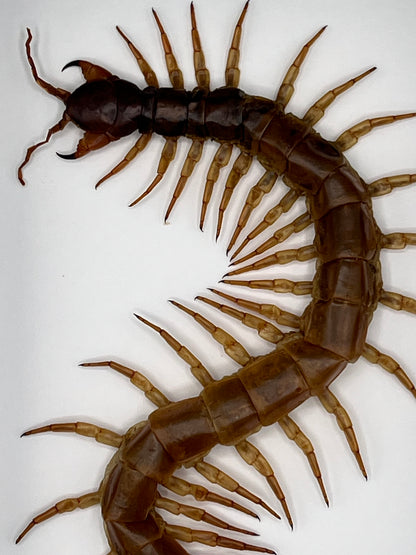 Centipede - Vietnamese Giant Centipede