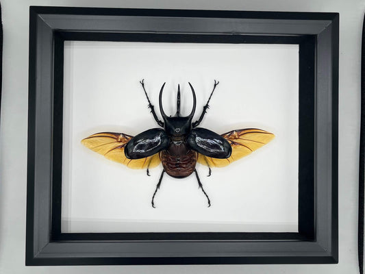 Beetle - Chalcosoma caucasus