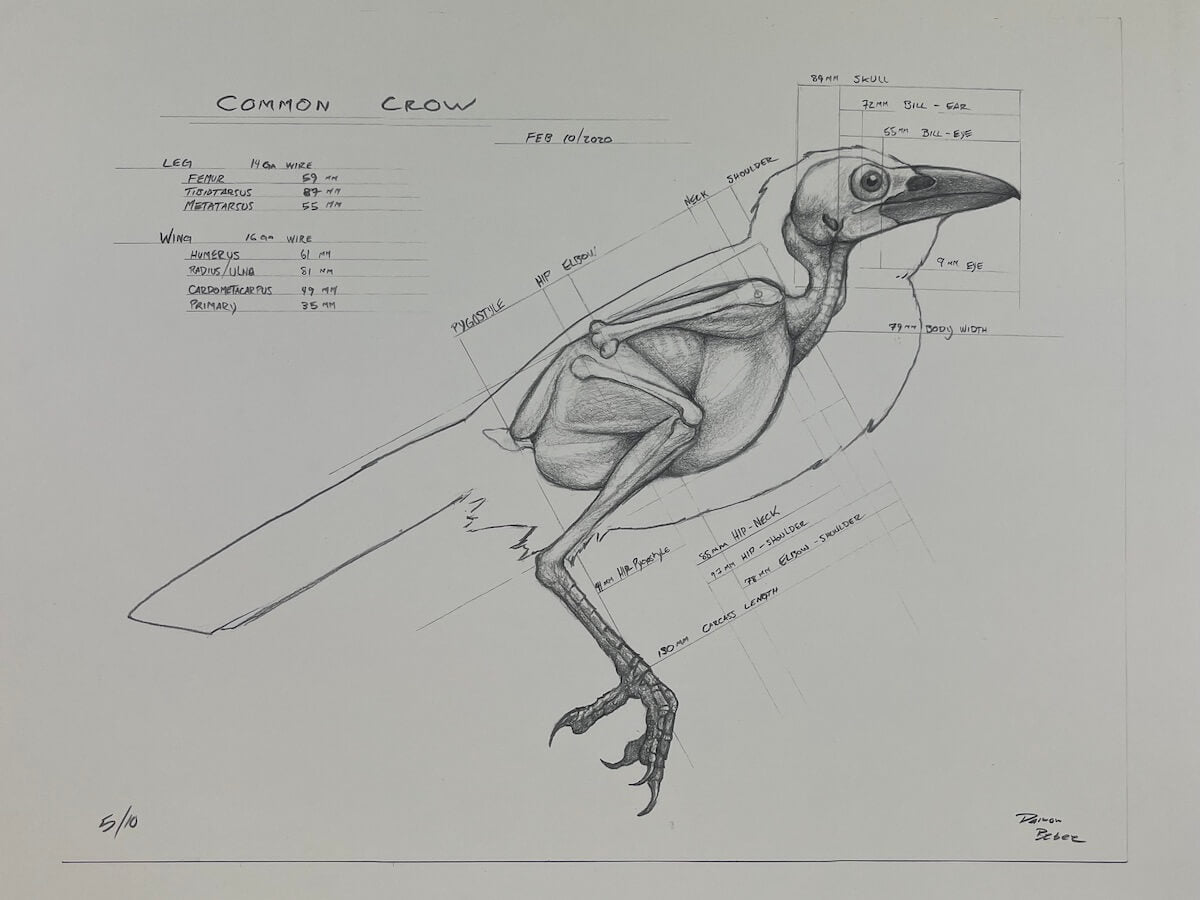 Crow Dissection Buy Crow Schematic Print 16x20 Canada | Bonegarden Design