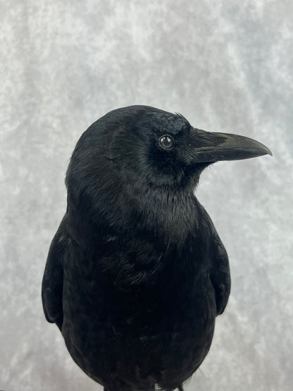 Crow on Skeleton Key