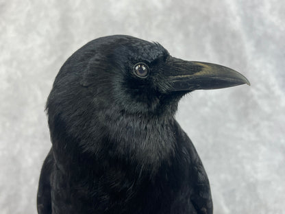 Crow on Skeleton Key
