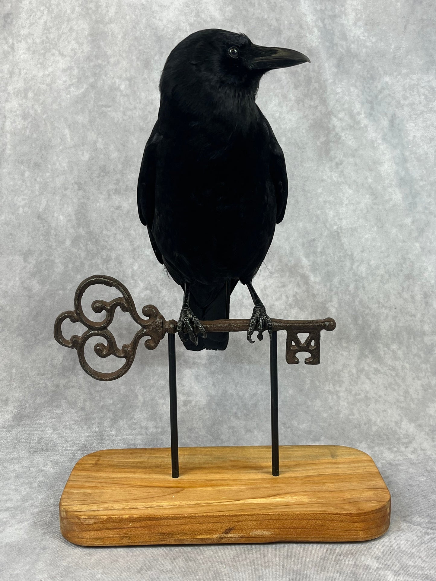 Crow on Skeleton Key