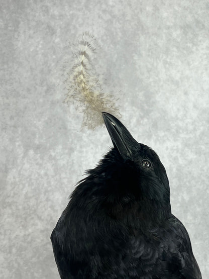 Taxidermy - Crow with Owl Feather