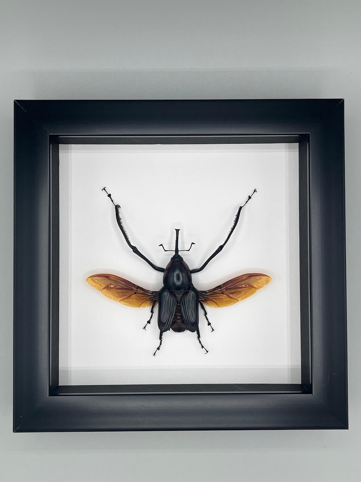 Beetle - Cyrtotrachelus bugueti
