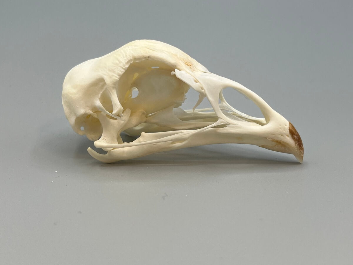 Skull - Rooster