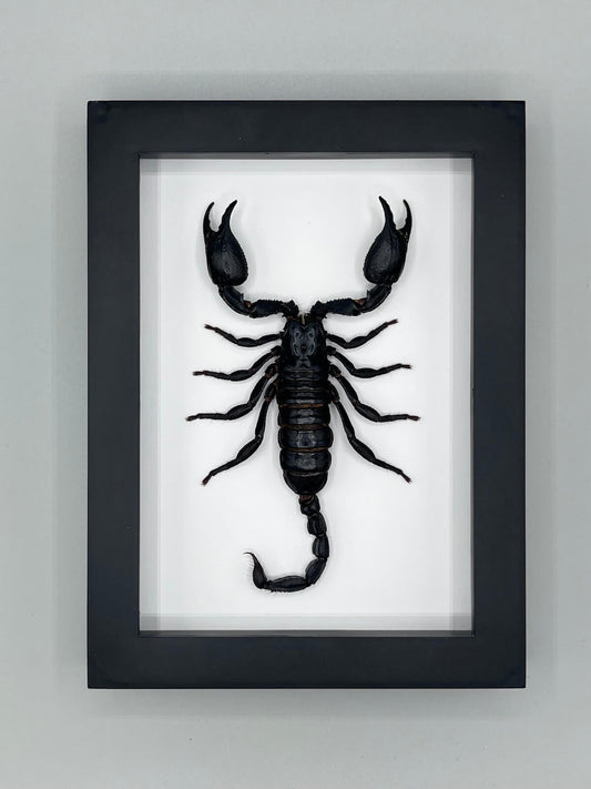 Scorpion - Heterometrus laoticus