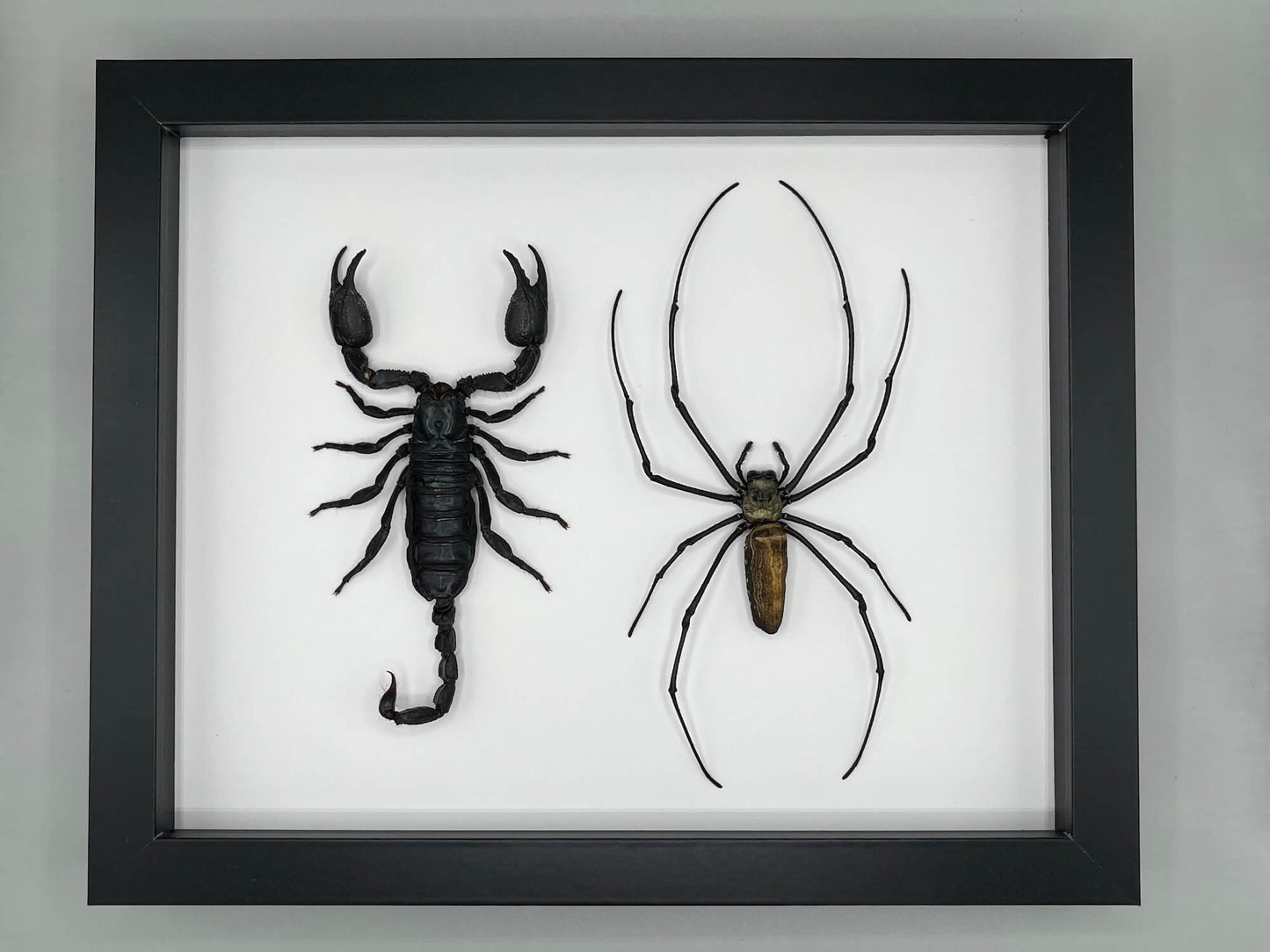 Spider & Scorpion - Heterometrus laoticus & Nephila pilipes
