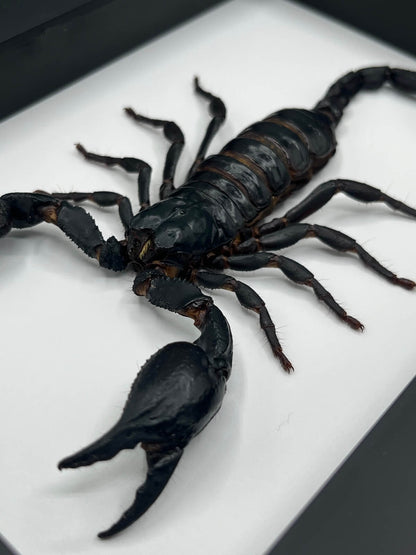 Scorpion - Heterometrus laoticus