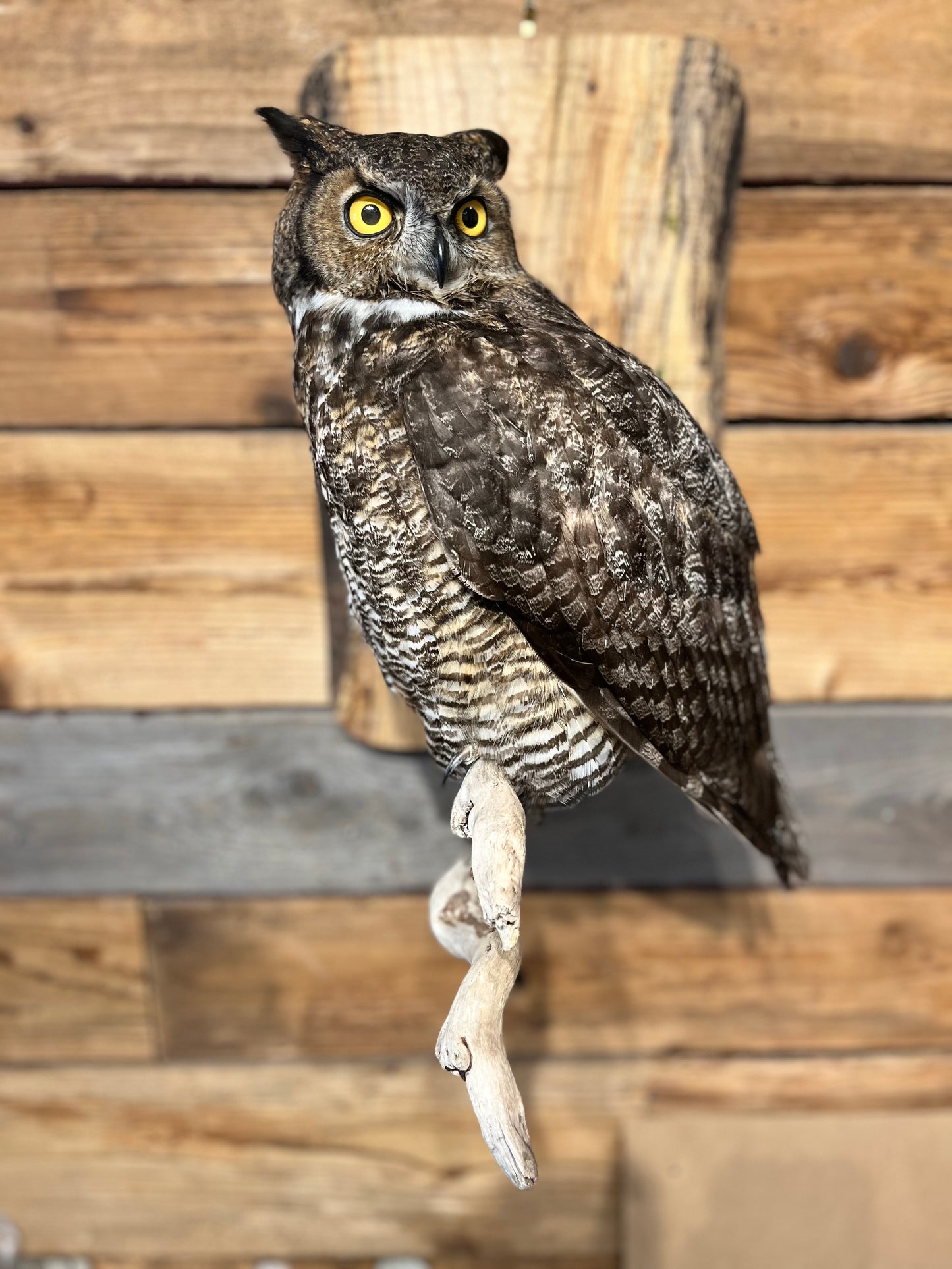 Taxidermy - Great Horned Owl