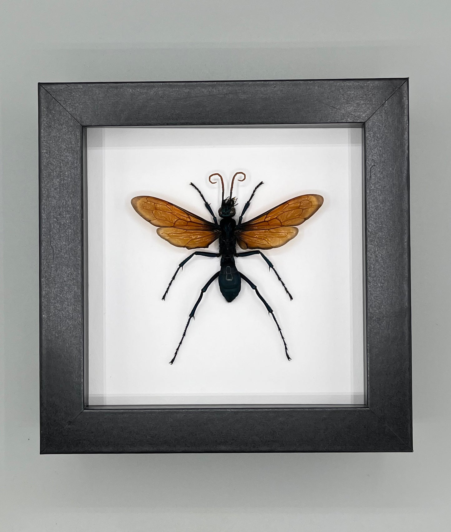 Tarantula Hawk Wasp