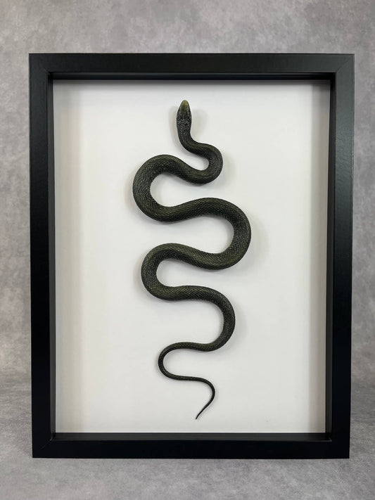 Snake - Garter Snake