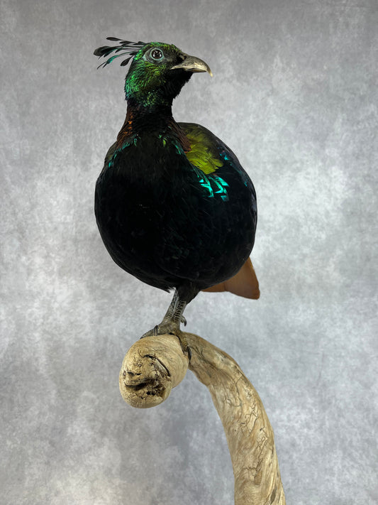 Himalayan Monal