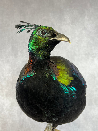 Himalayan Monal