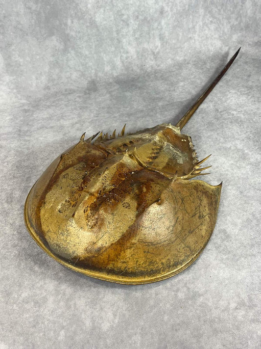 Horseshoe Crab - 26" Female