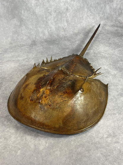 Horseshoe Crab - 26 1/4" Female