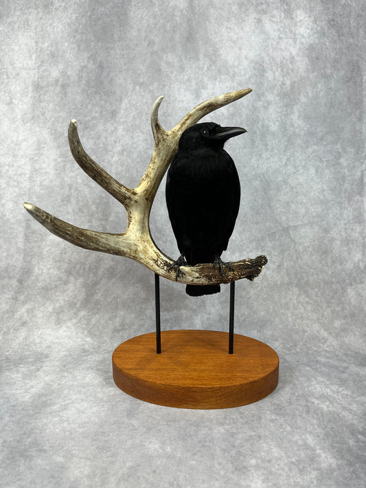 Taxidermy - Crow on Antler