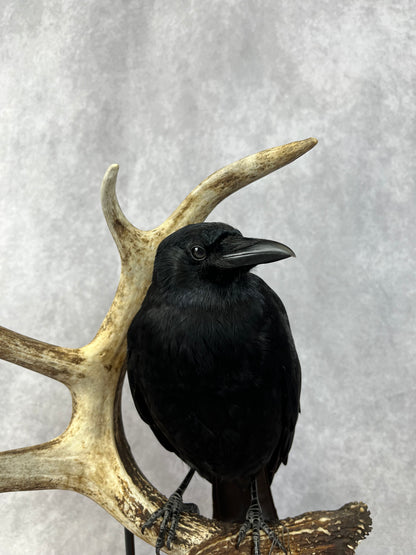 Taxidermy - Crow on Antler