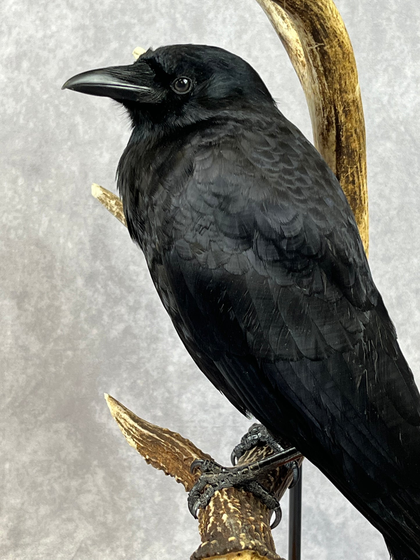 Taxidermy - Crow on Antler