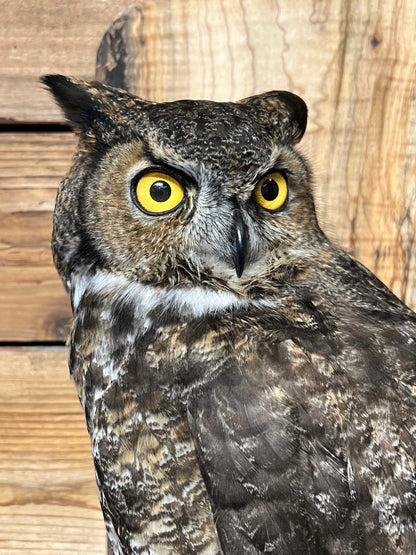 Taxidermy - Great Horned Owl