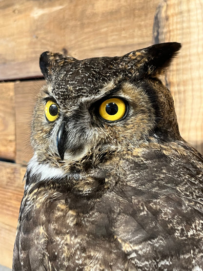 Taxidermy - Great Horned Owl