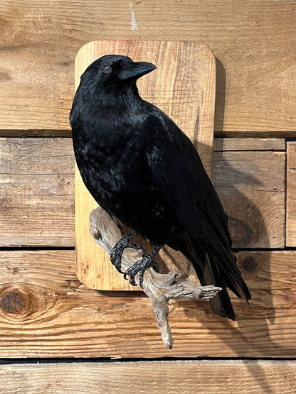 Taxidermy - Crow