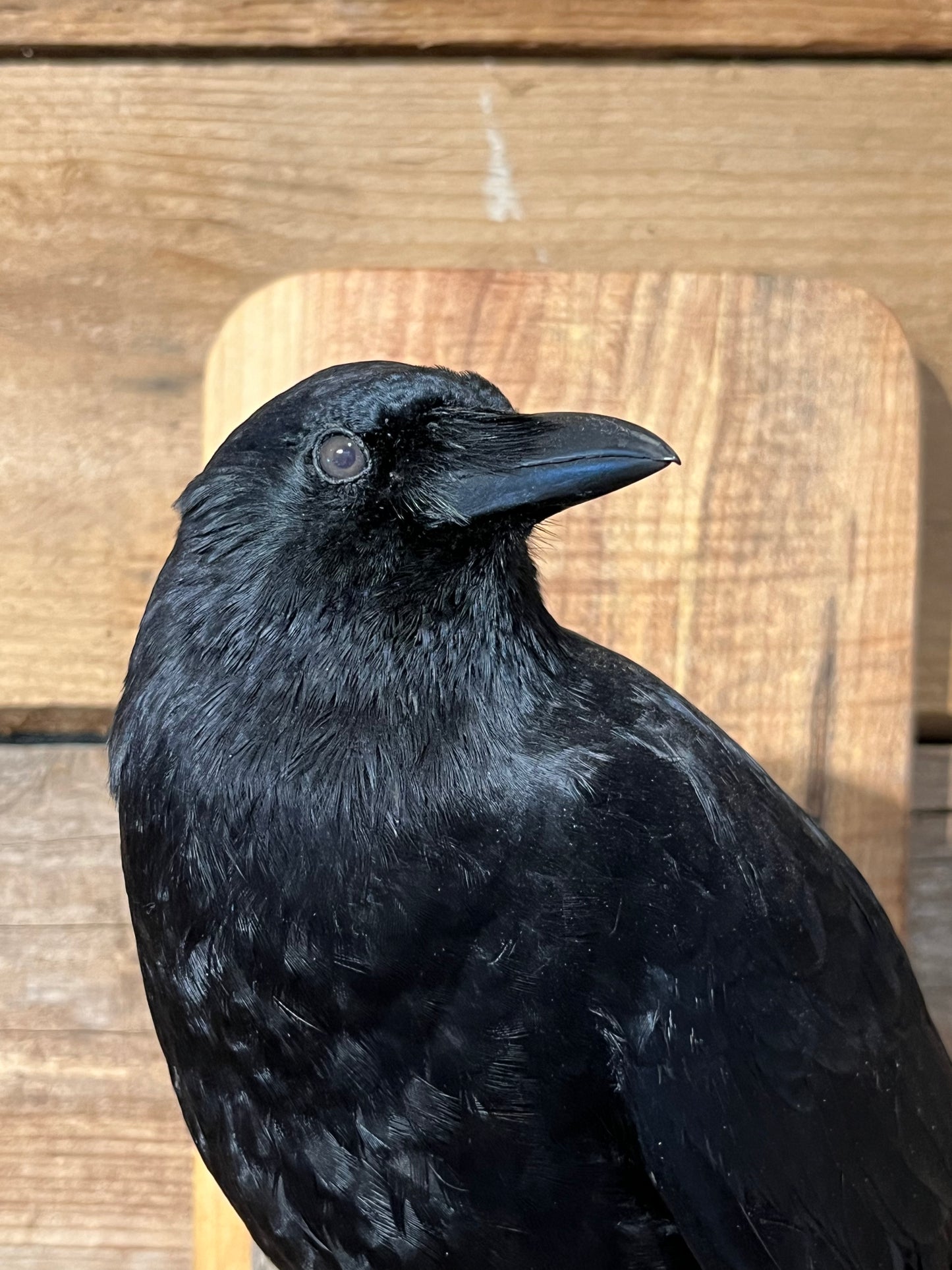 Taxidermy - Crow