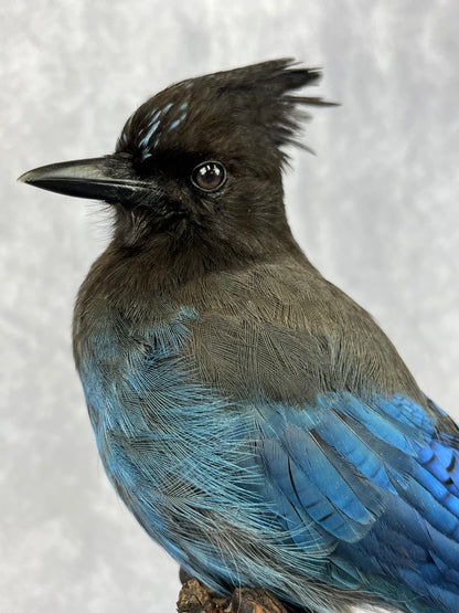 Taxidermy - Steller’s Jay