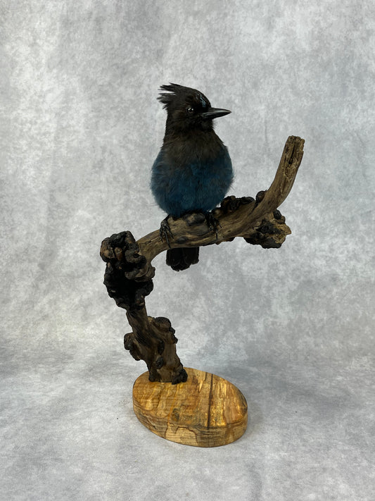 Taxidermy - Steller’s Jay