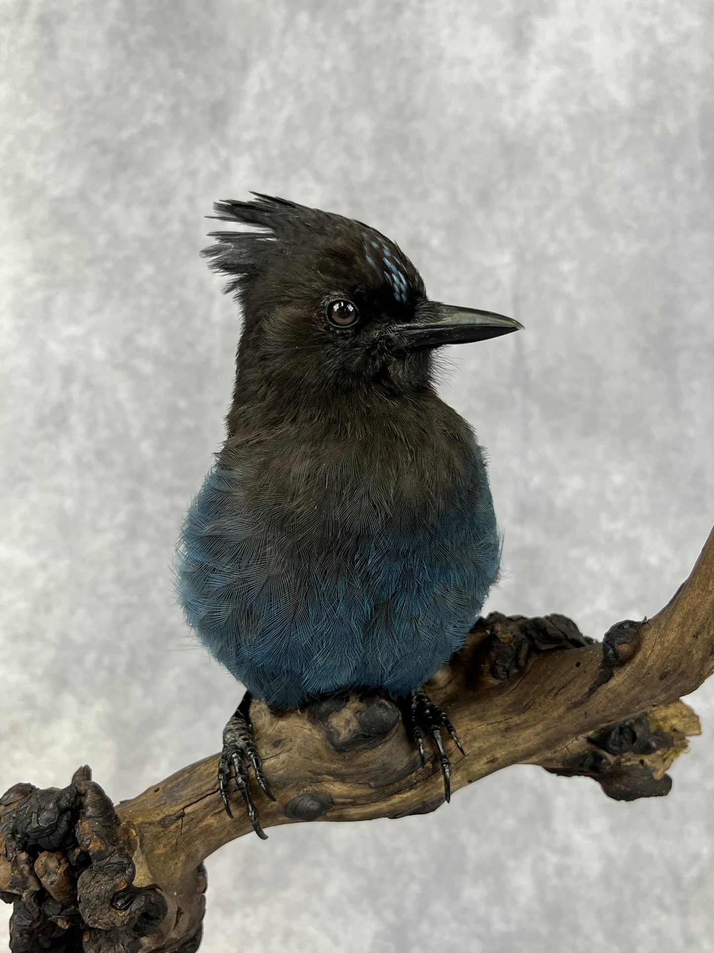 Taxidermy - Steller’s Jay