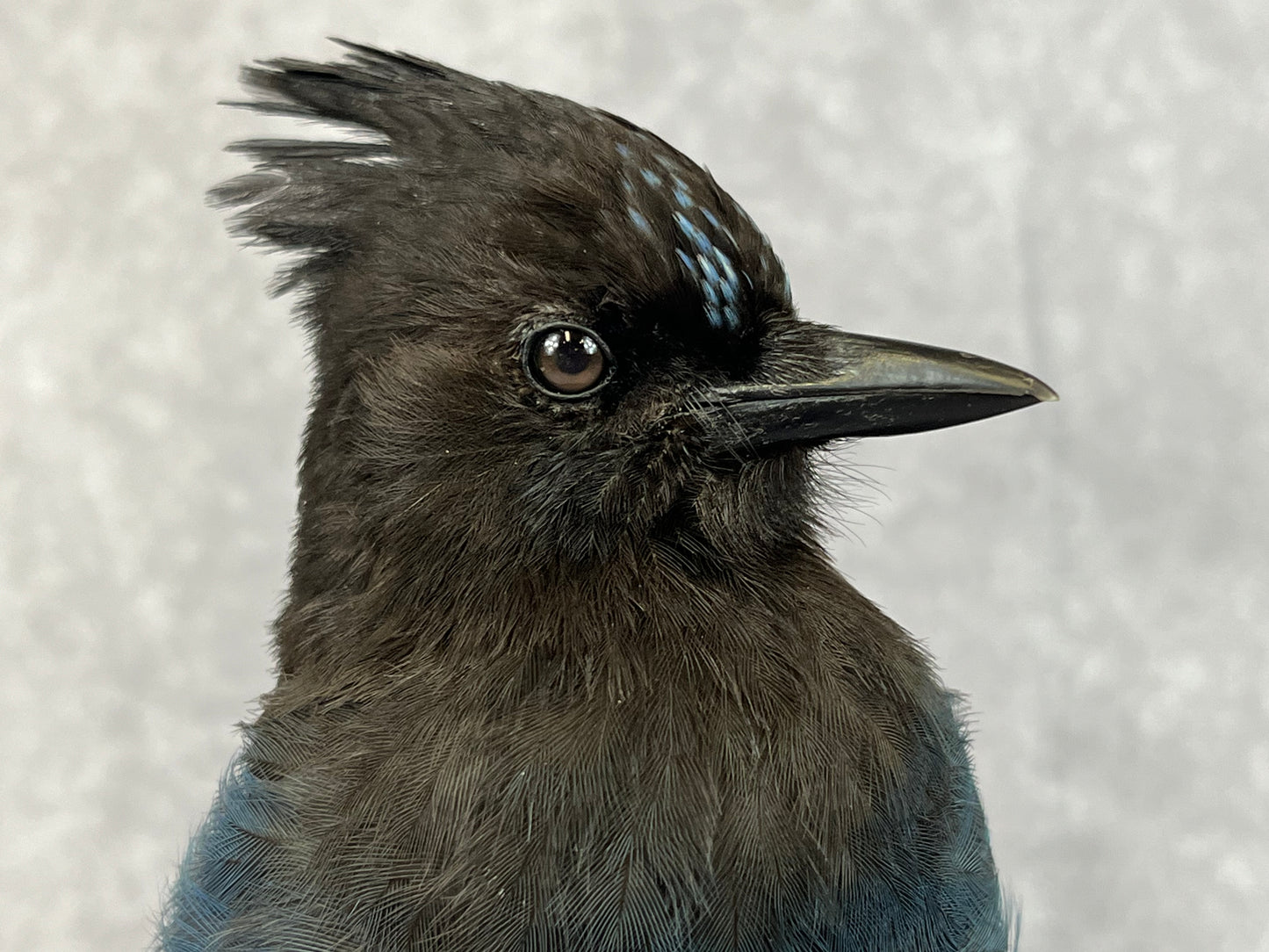 Taxidermy - Steller’s Jay