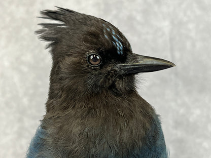 Taxidermy - Steller’s Jay