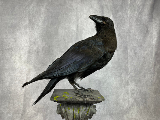 Taxidermy - Raven