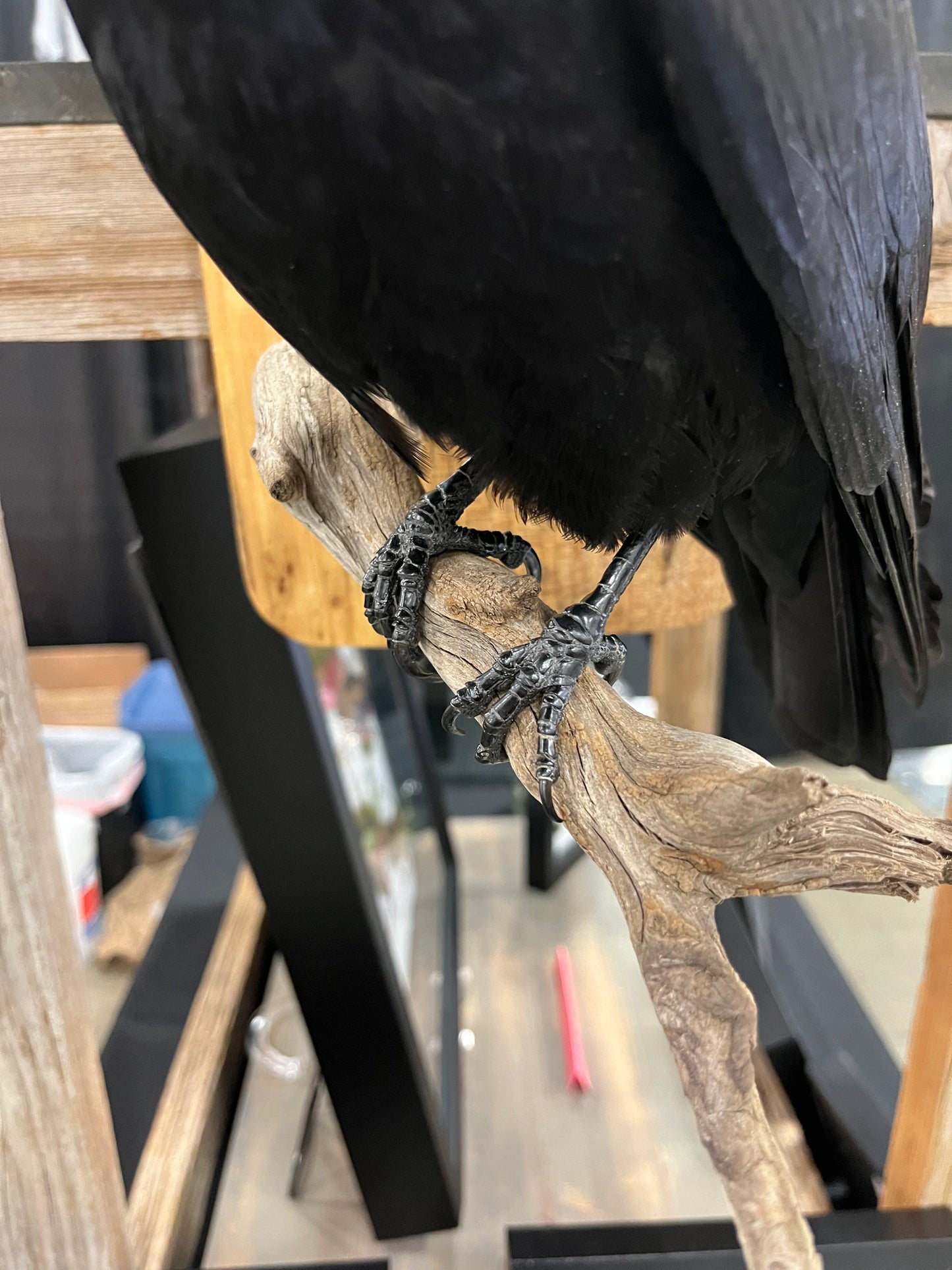 Taxidermy - Crow