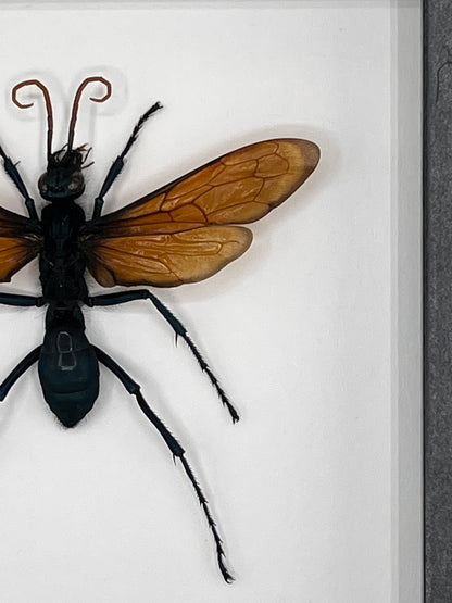 Tarantula Hawk Wasp