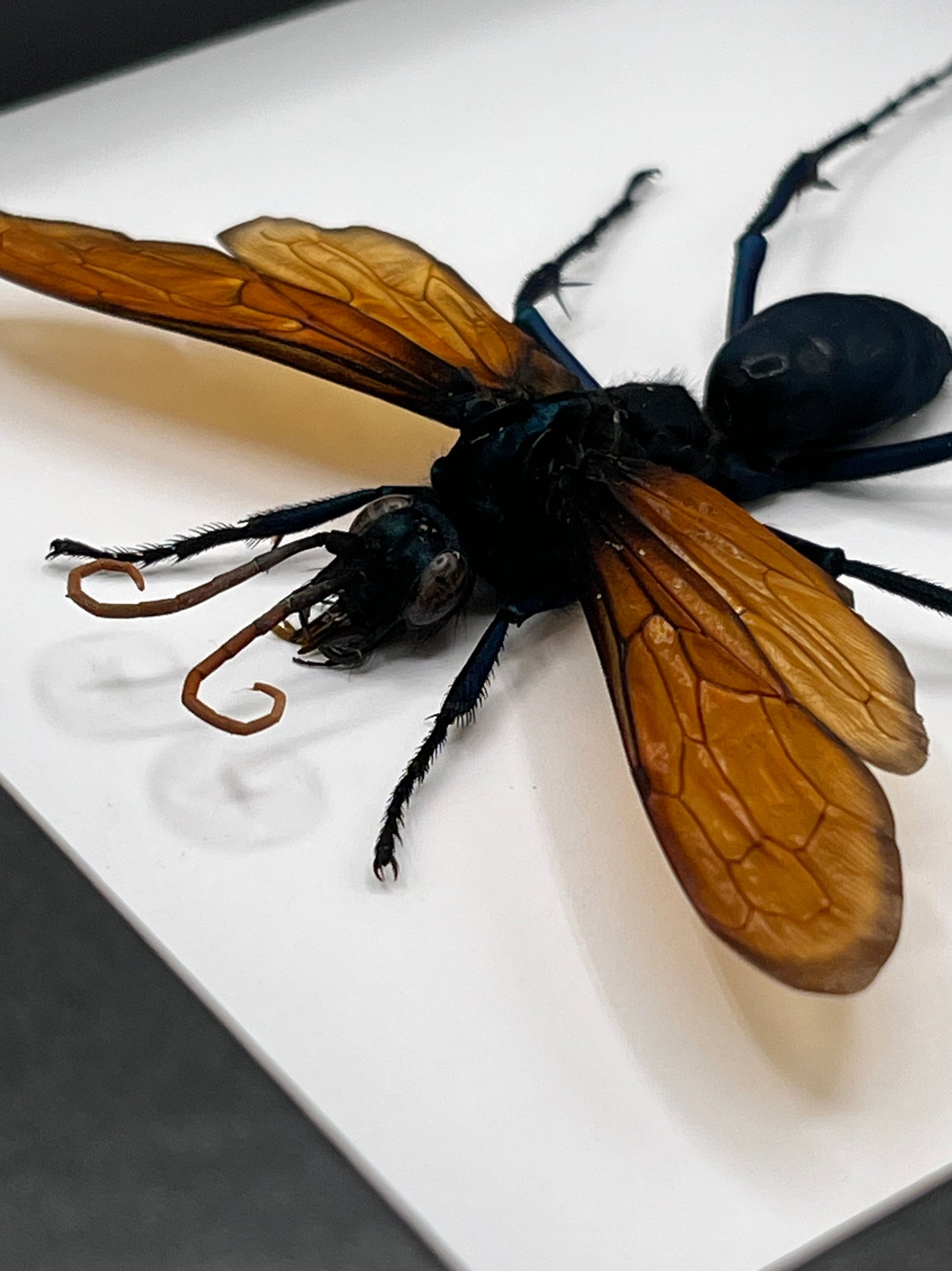 Tarantula Hawk Wasp