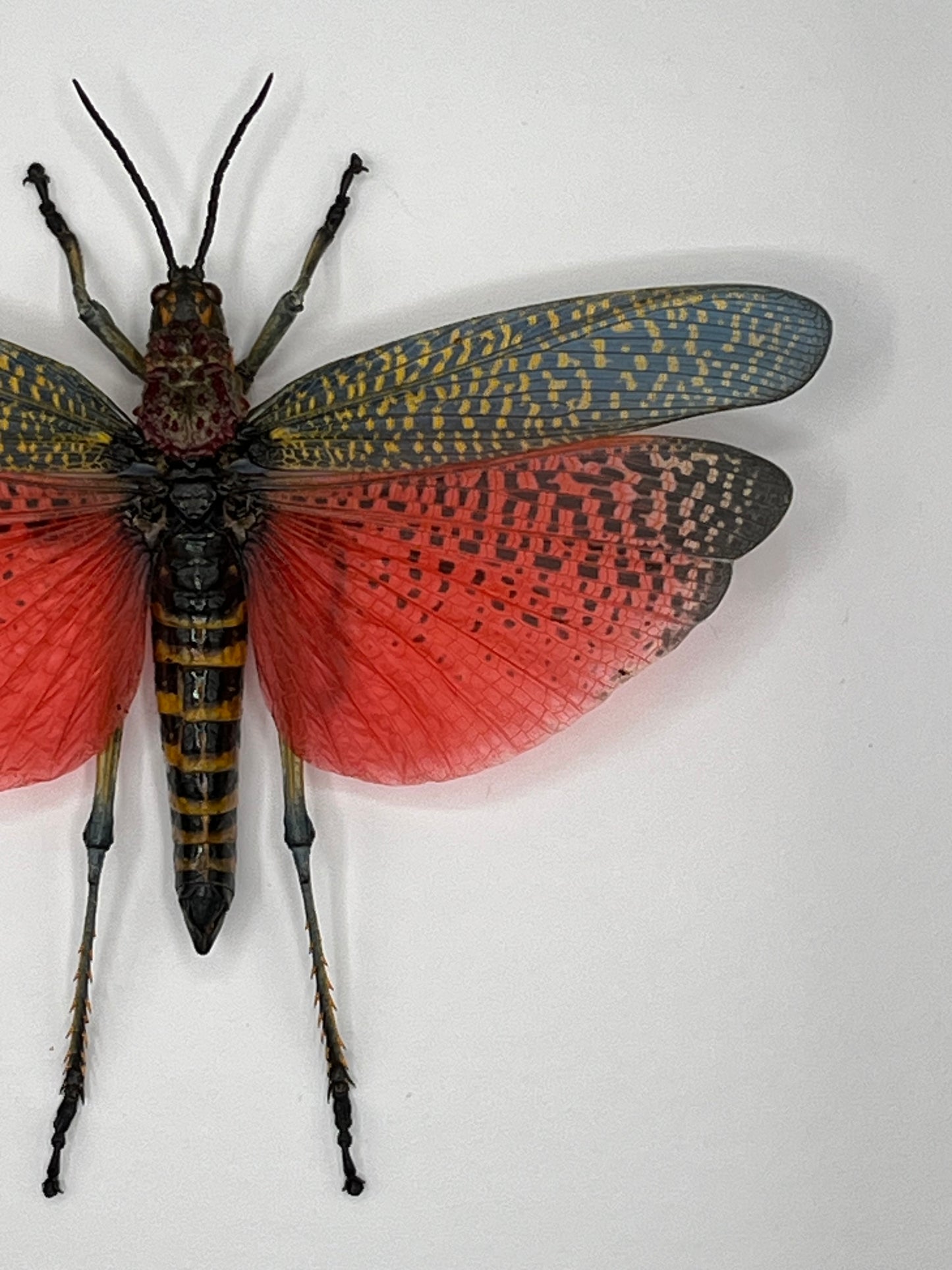 Grasshopper - Rainbow Milkweed