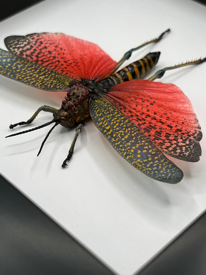 Grasshopper - Rainbow Milkweed