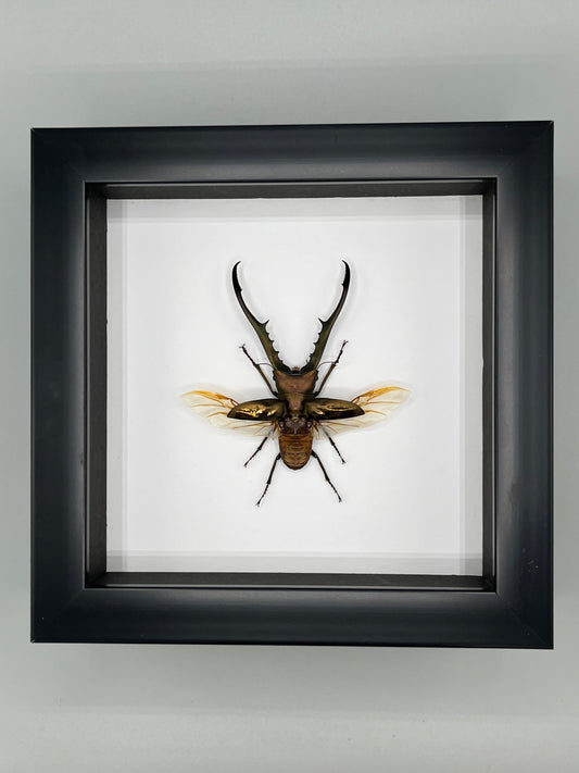 Beetle - Metallic Stag