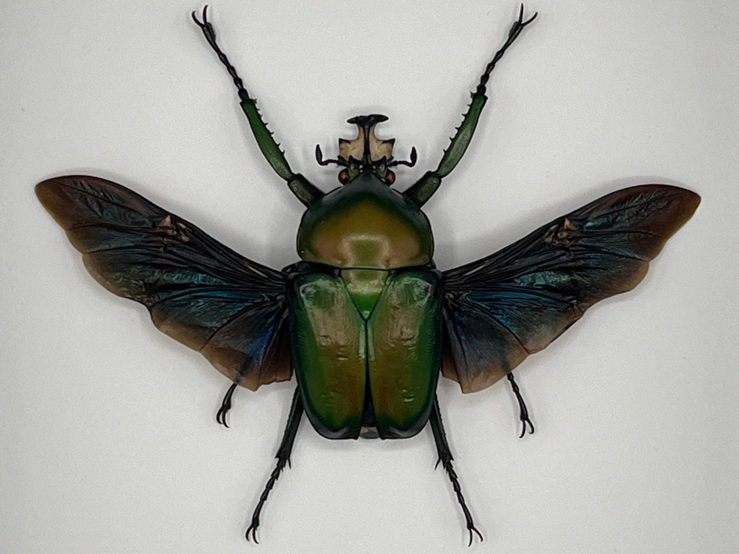 Beetle - Dicronorhina derbyana oberthuri